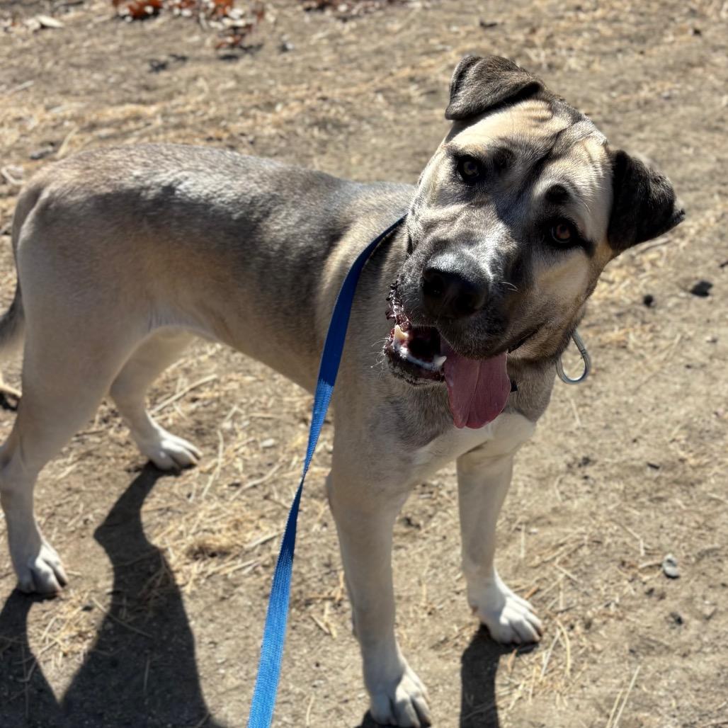 Enlarge Captain Rex, a Adoptable mixed breed in San Jacinto, CA image 5/6