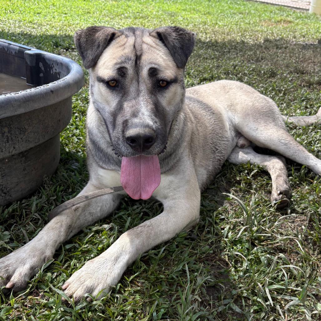 Enlarge Captain Rex, a Adoptable mixed breed in San Jacinto, CA image 6/6