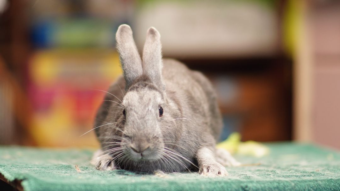 Earl Grey, Adoptable, Adult Male Bunny Rabbit.