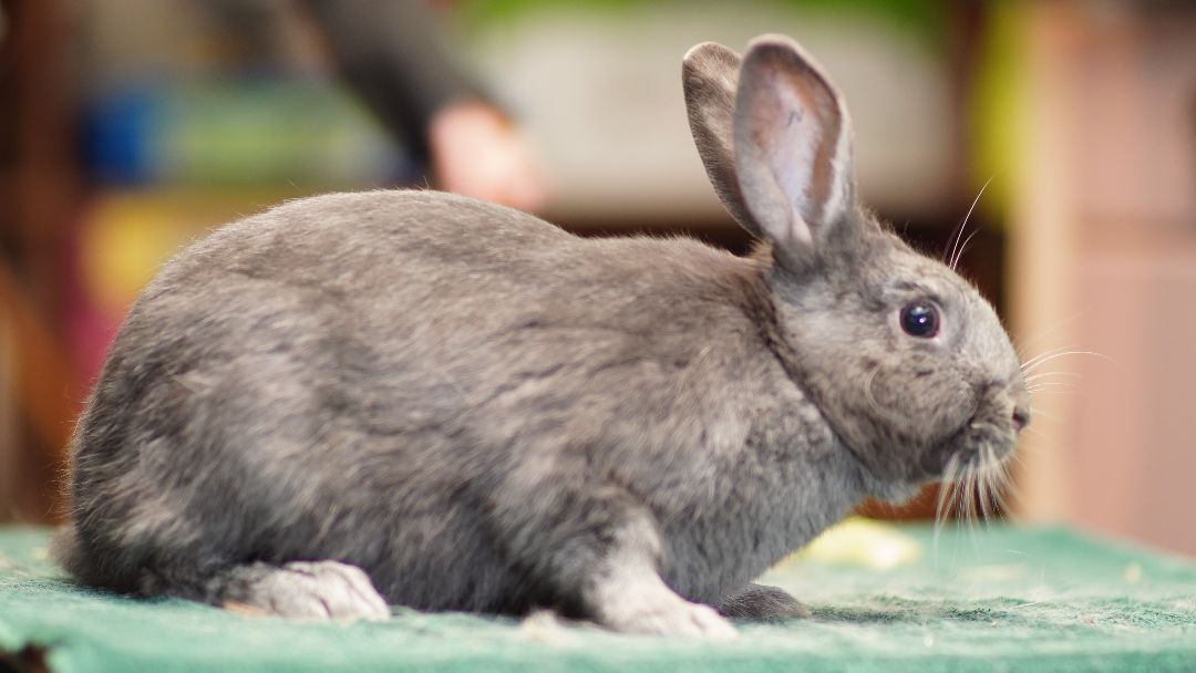 Earl Grey, a Adoptable Bunny Rabbit in Vancouver, BC image 2/2