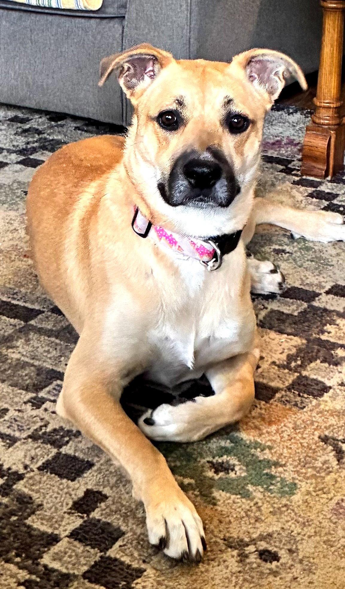 Enlarge Lainey, a Adoptable Boxer in Shakopee, MN image 1/3