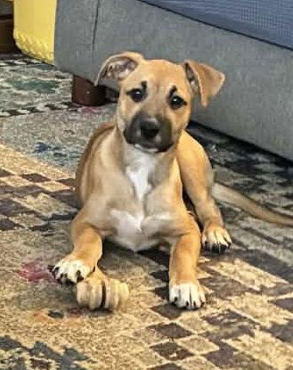 Enlarge Lainey, a Adoptable Boxer in Shakopee, MN image 1/3