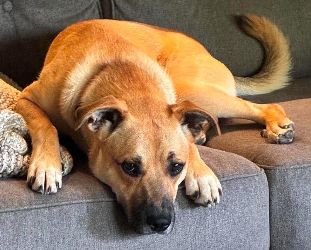 Lainey, Adoptable, Young Female Boxer.