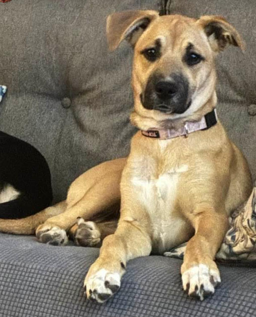 Enlarge Lainey, a Adoptable Boxer in Shakopee, MN image 3/3