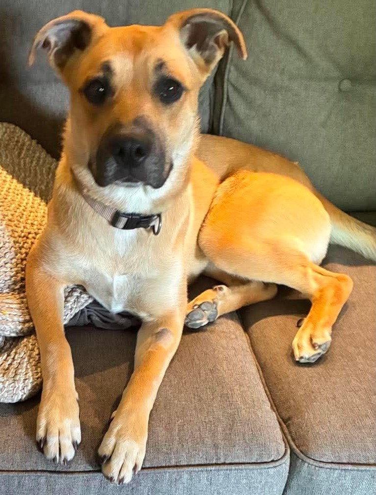 Lainey, a Adoptable Boxer in Shakopee, MN image 2/3