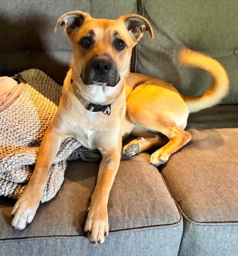 Lainey, a Adoptable Boxer in Shakopee, MN image 3/3