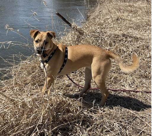 Enlarge Lainey, a Adoptable Boxer in Shakopee, MN image 3/3
