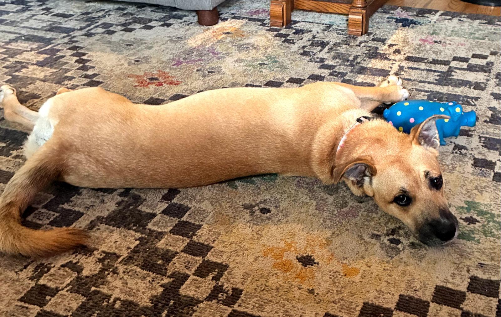 Enlarge Lainey, a Adoptable Boxer in Shakopee, MN image 3/3