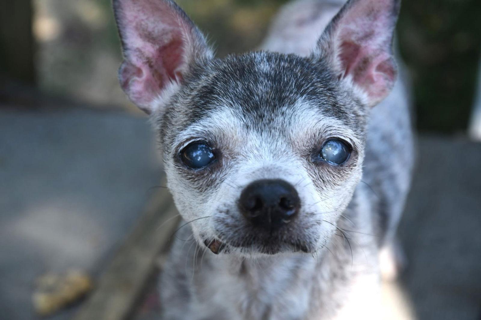 Lulu, Adoptable, Senior Female Chihuahua.