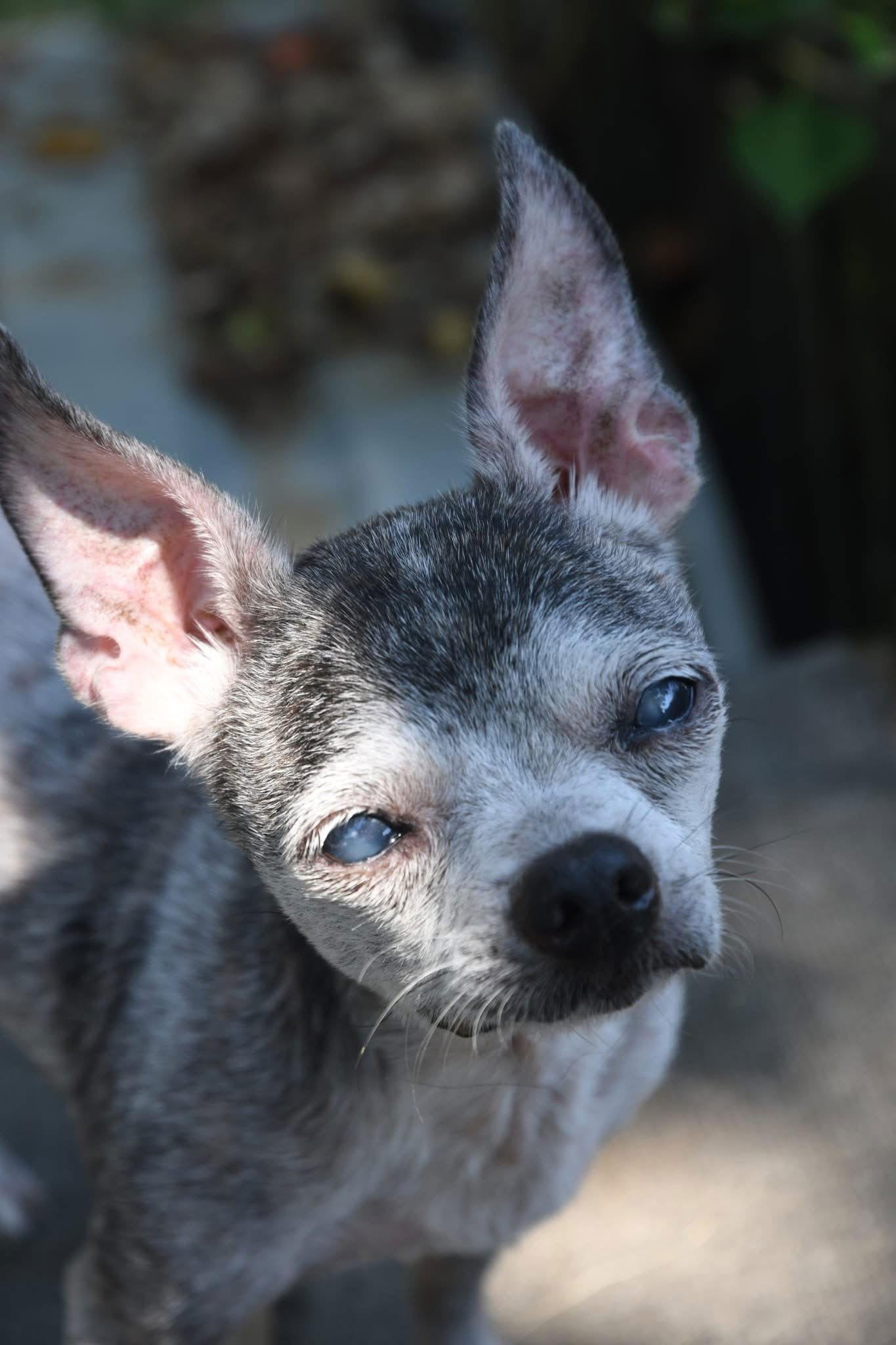 Lulu, a Adoptable Chihuahua in Gulfport, MS image 2/3