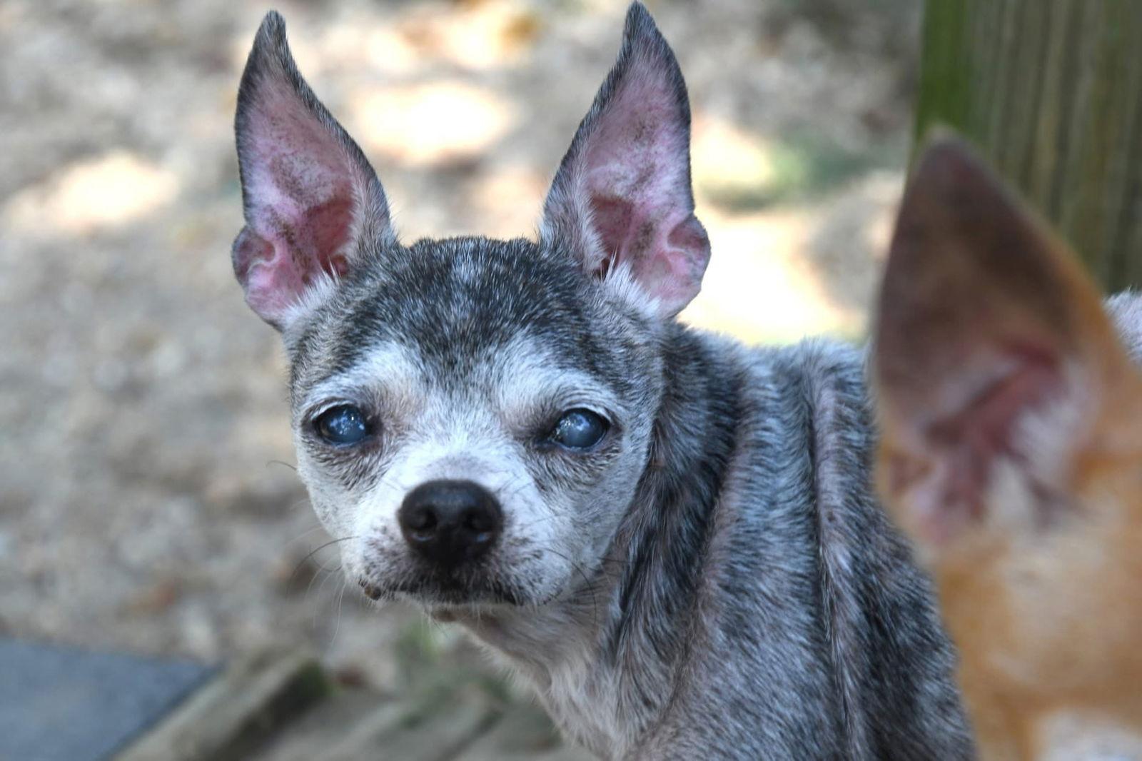 Lulu, a Adoptable Chihuahua in Gulfport, MS image 3/3