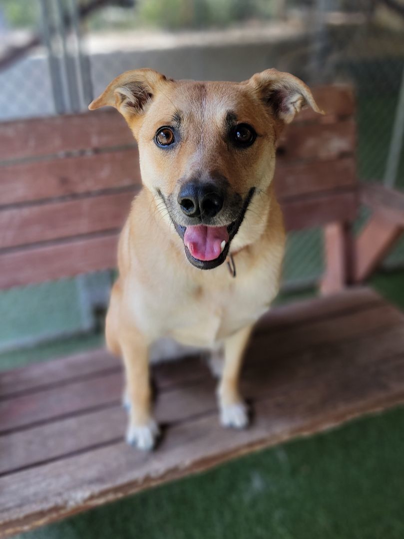 Dog for adoption Karma, an Australian Cattle Dog / Blue Heeler Mix in