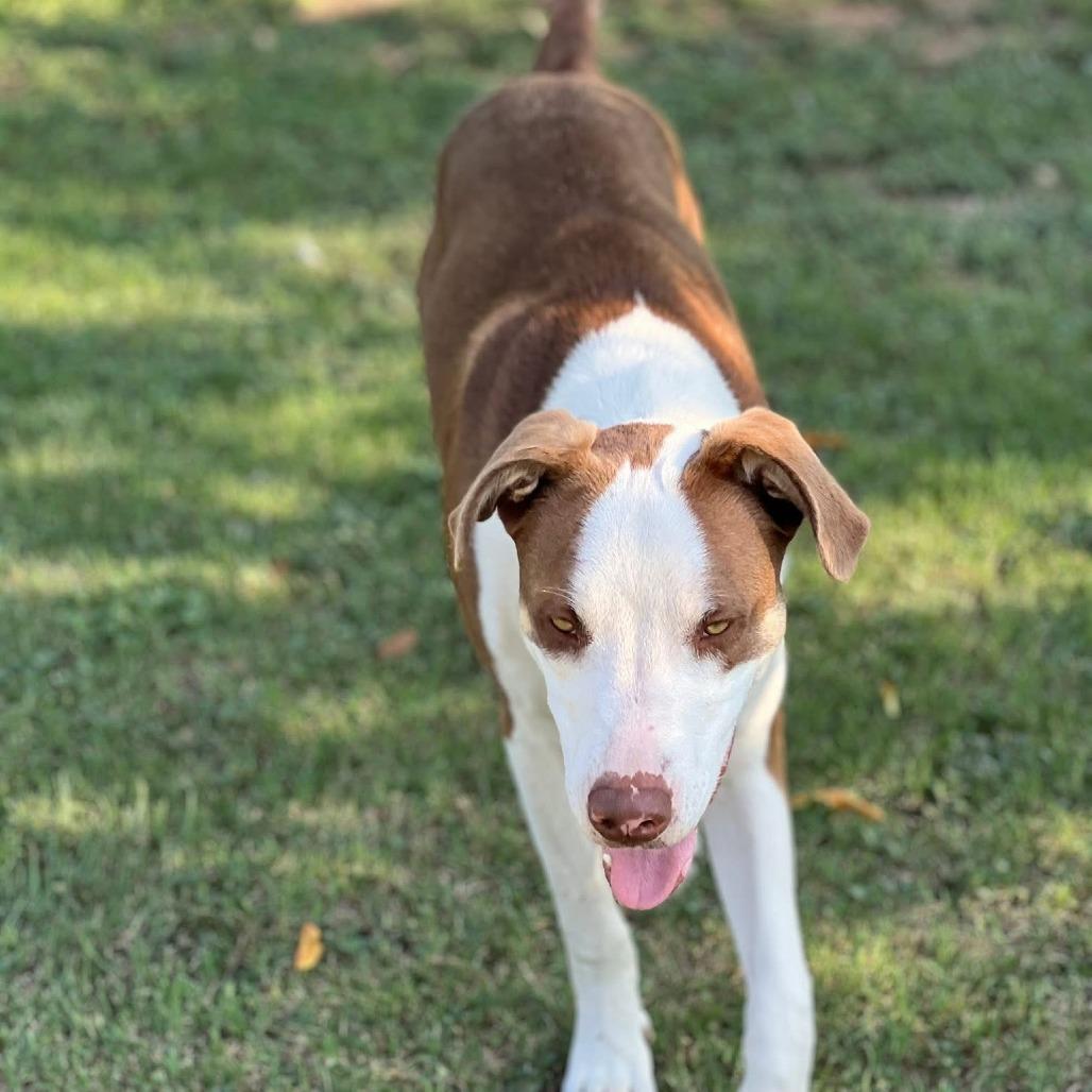 Enlarge Rex, a Adoptable mixed breed in San Saba, TX image 3/3
