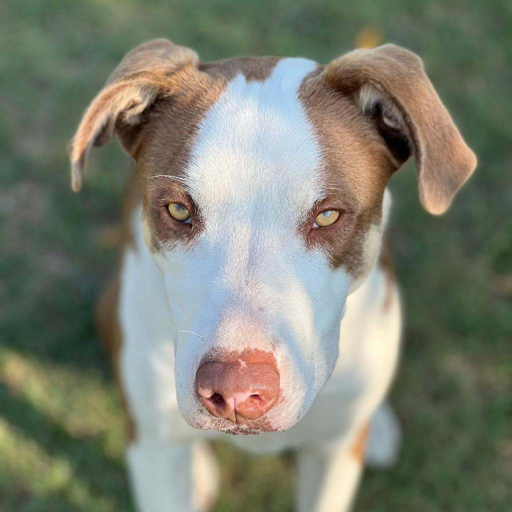 Rex, Adoptable, Adult Male Catahoula Leopard Dog & Mixed Breed.