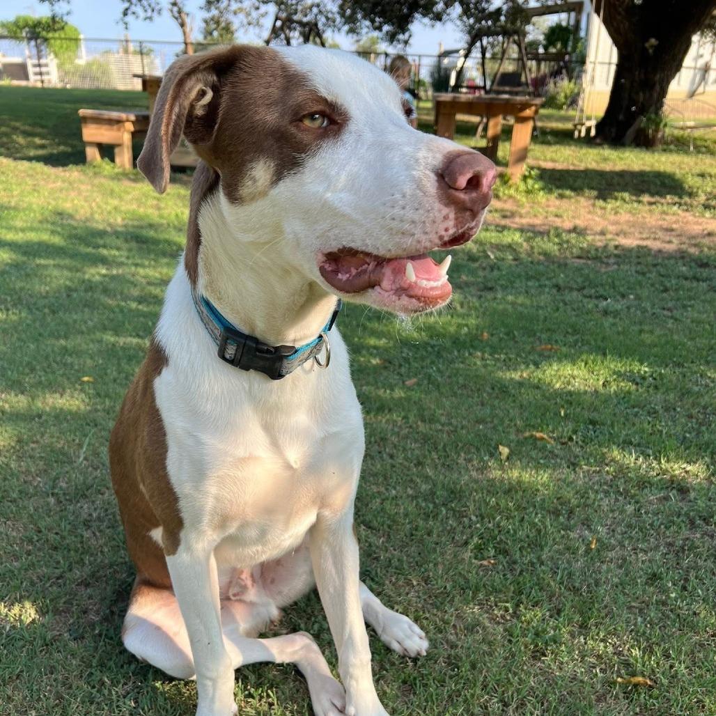 Enlarge Rex, a Adoptable mixed breed in San Saba, TX image 2/3
