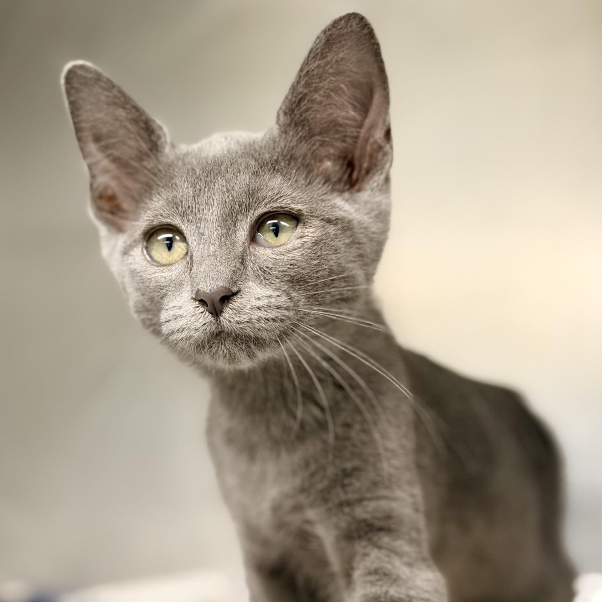 Pewter, a ADOPTABLE Domestic Short Hair in Jackson, NJ image 2/2