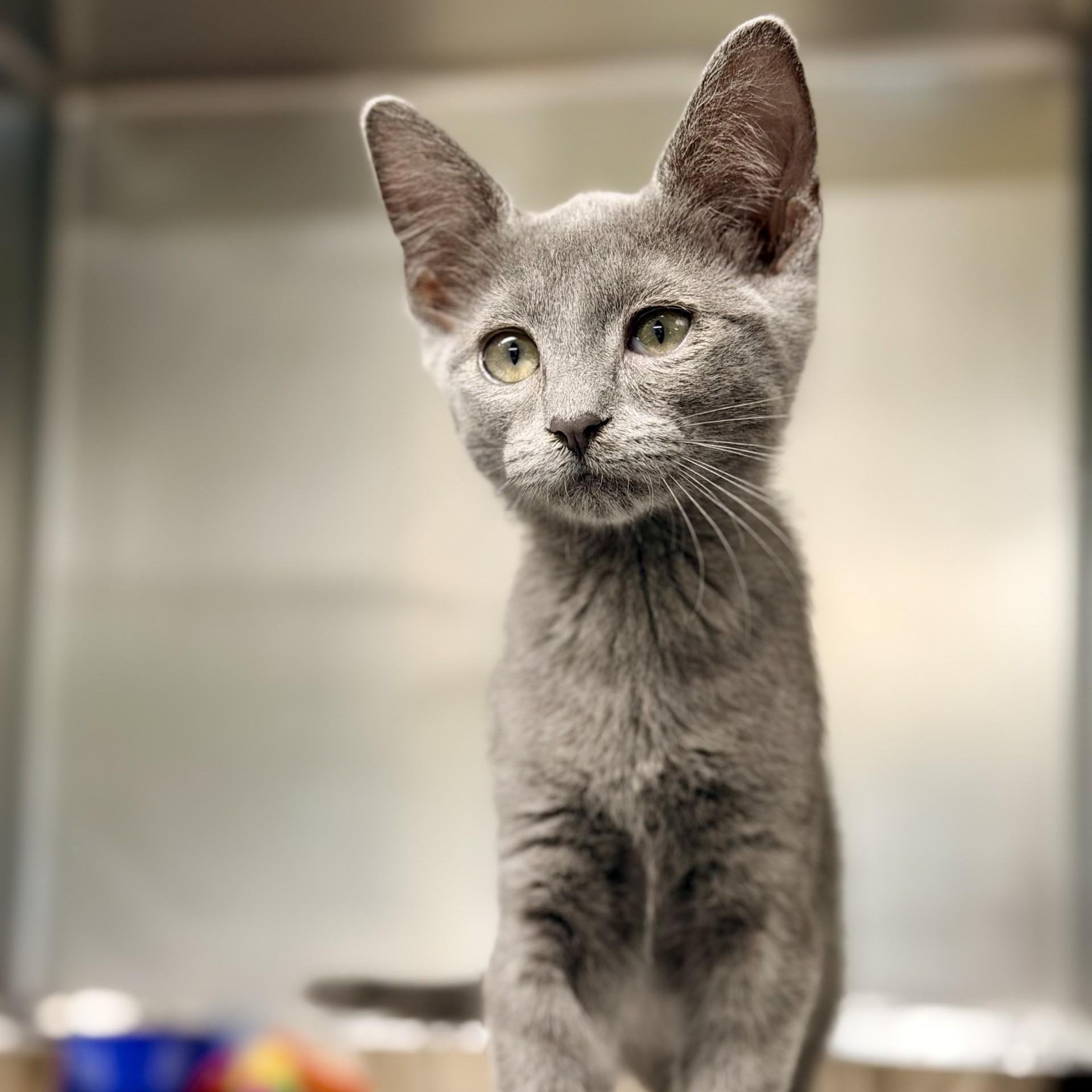 Pewter, ADOPTABLE, Kitten Male Domestic Short Hair.
