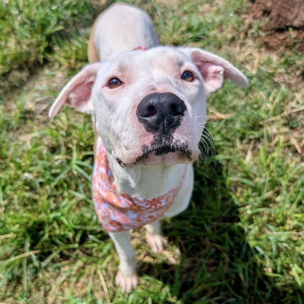 Princess Diamond, Adoptable, Young Female American Staffordshire Terrier.