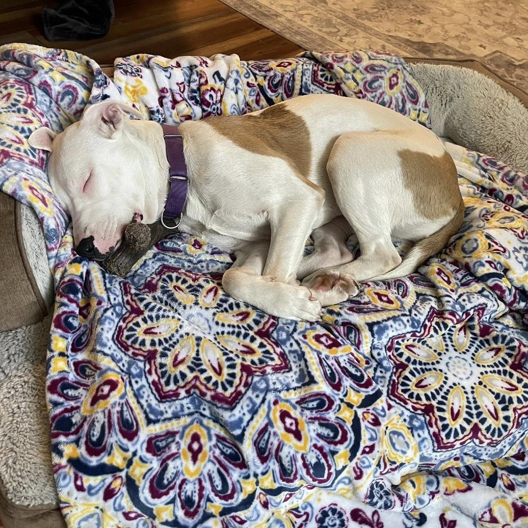 Princess Diamond, Adoptable, Young Female American Staffordshire Terrier.