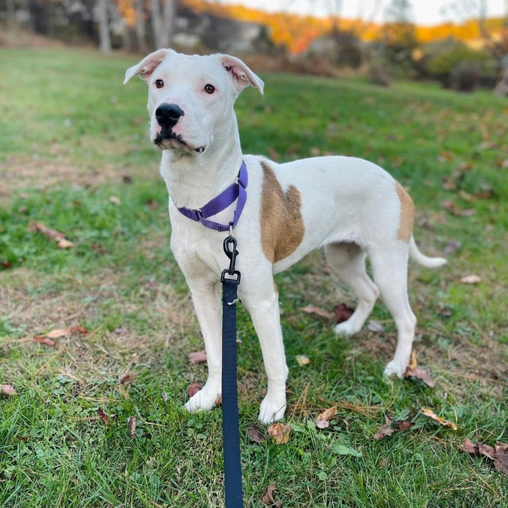 Enlarge Princess Diamond, a Adoptable American Staffordshire Terrier in Pittsburgh, PA image 2/6