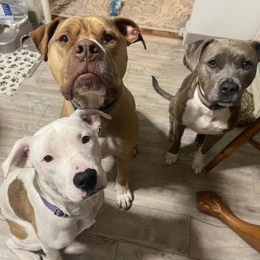 Enlarge Princess Diamond, a Adoptable American Staffordshire Terrier in Pittsburgh, PA image 3/6