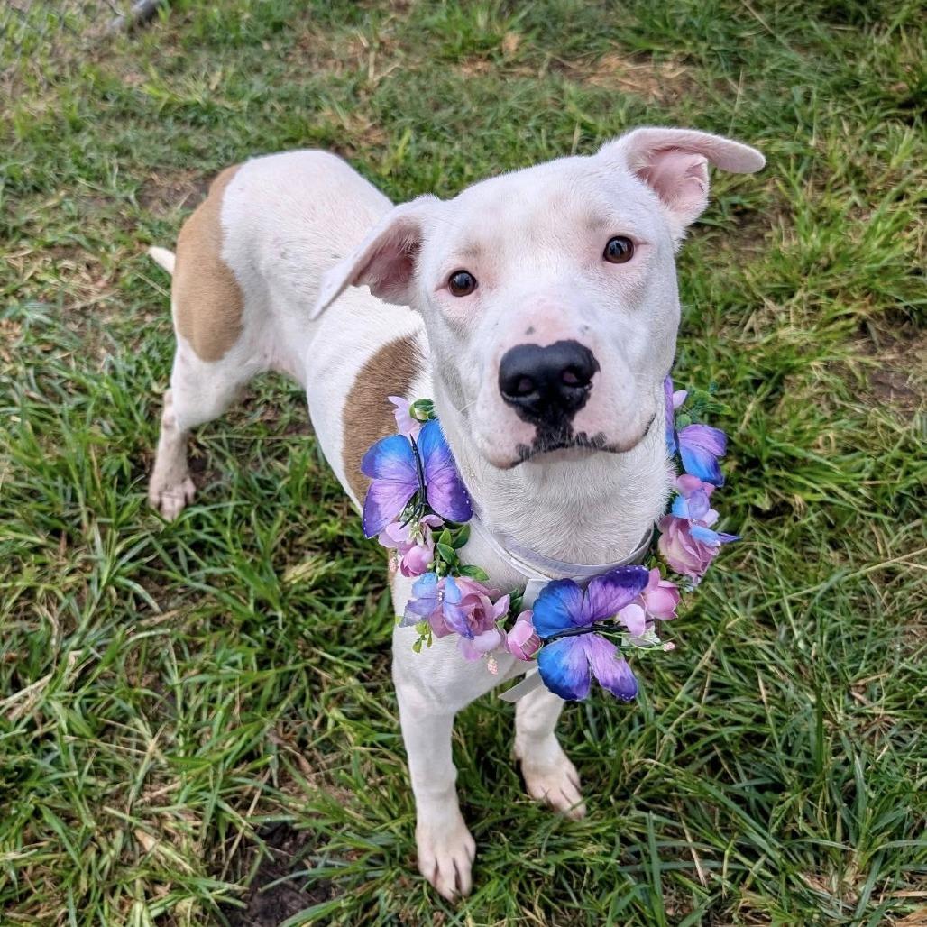 Princess Diamond, Adoptable, Adult Female American Staffordshire Terrier.
