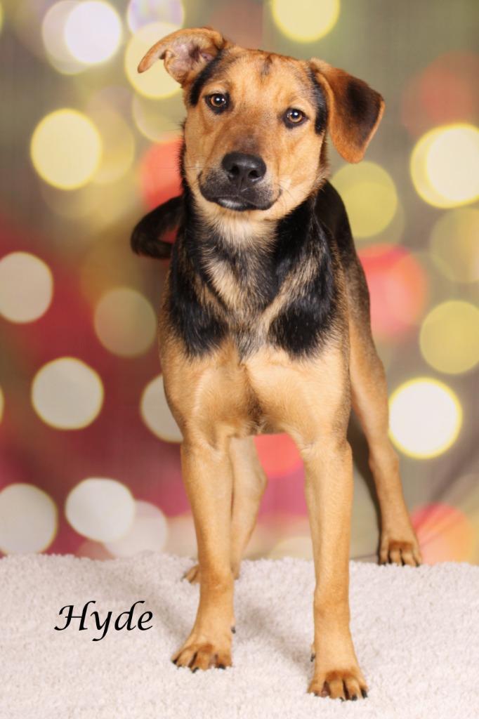 Hyde, Adoptable, Young Male Shepherd & Shepherd.