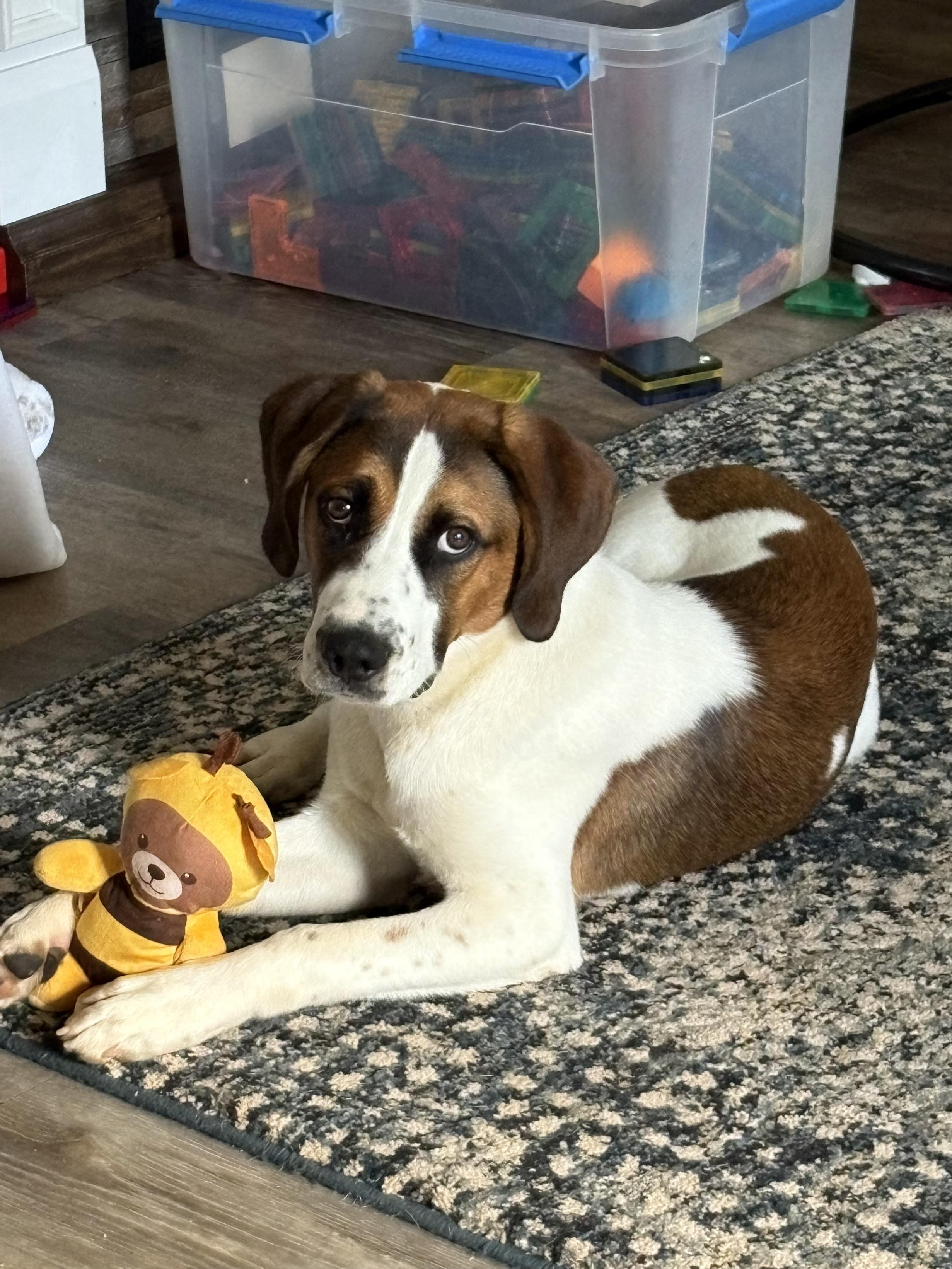 Cooper, a ADOPTABLE mixed breed in Gardiner, NY image 4/4