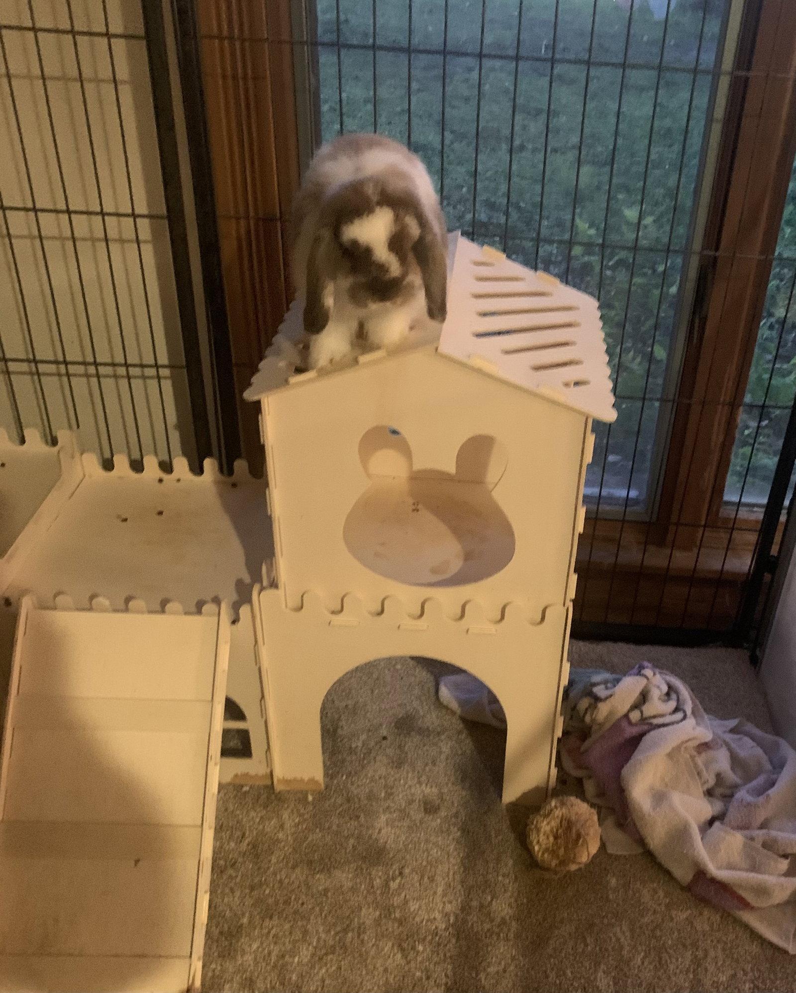 Chai, Adoptable, Young Female Lop Eared.