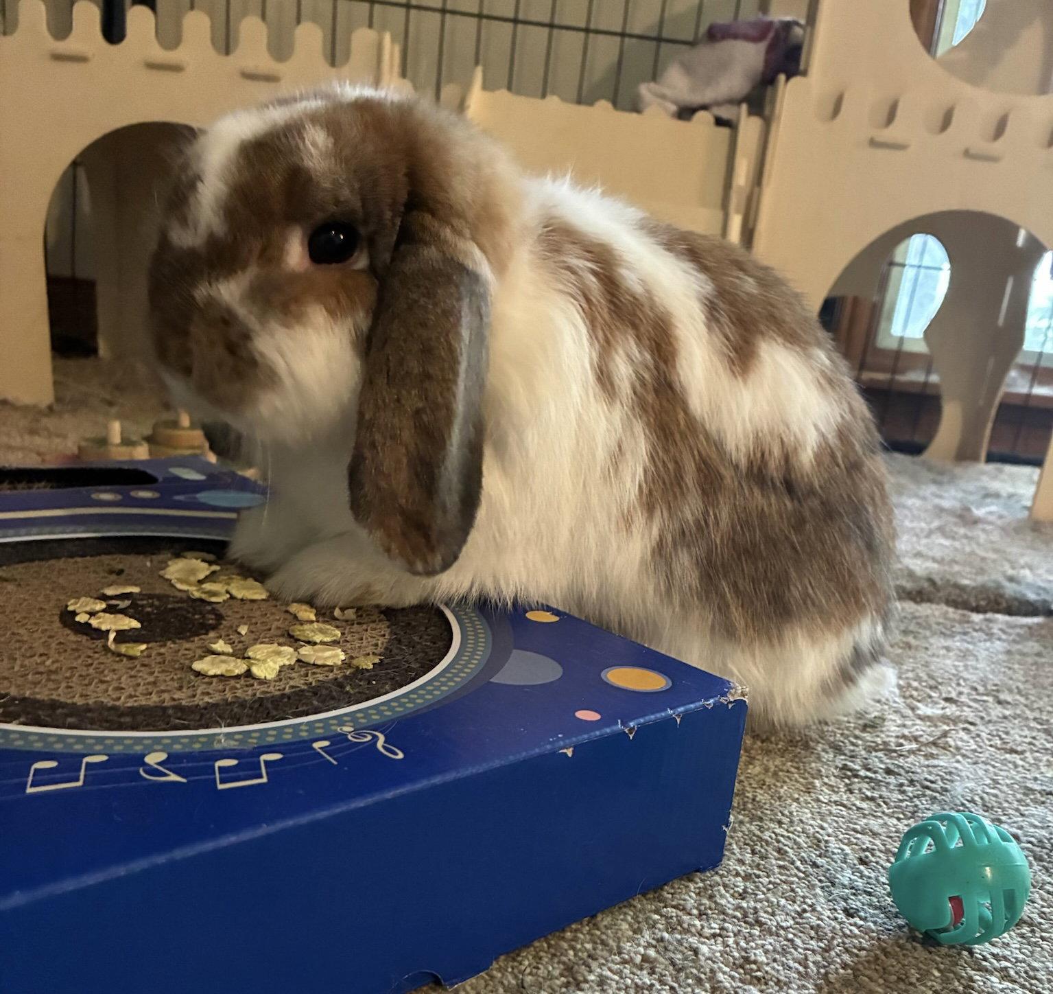 Enlarge Chai, a Adoptable Lop Eared in Aurora, IL image 2/3