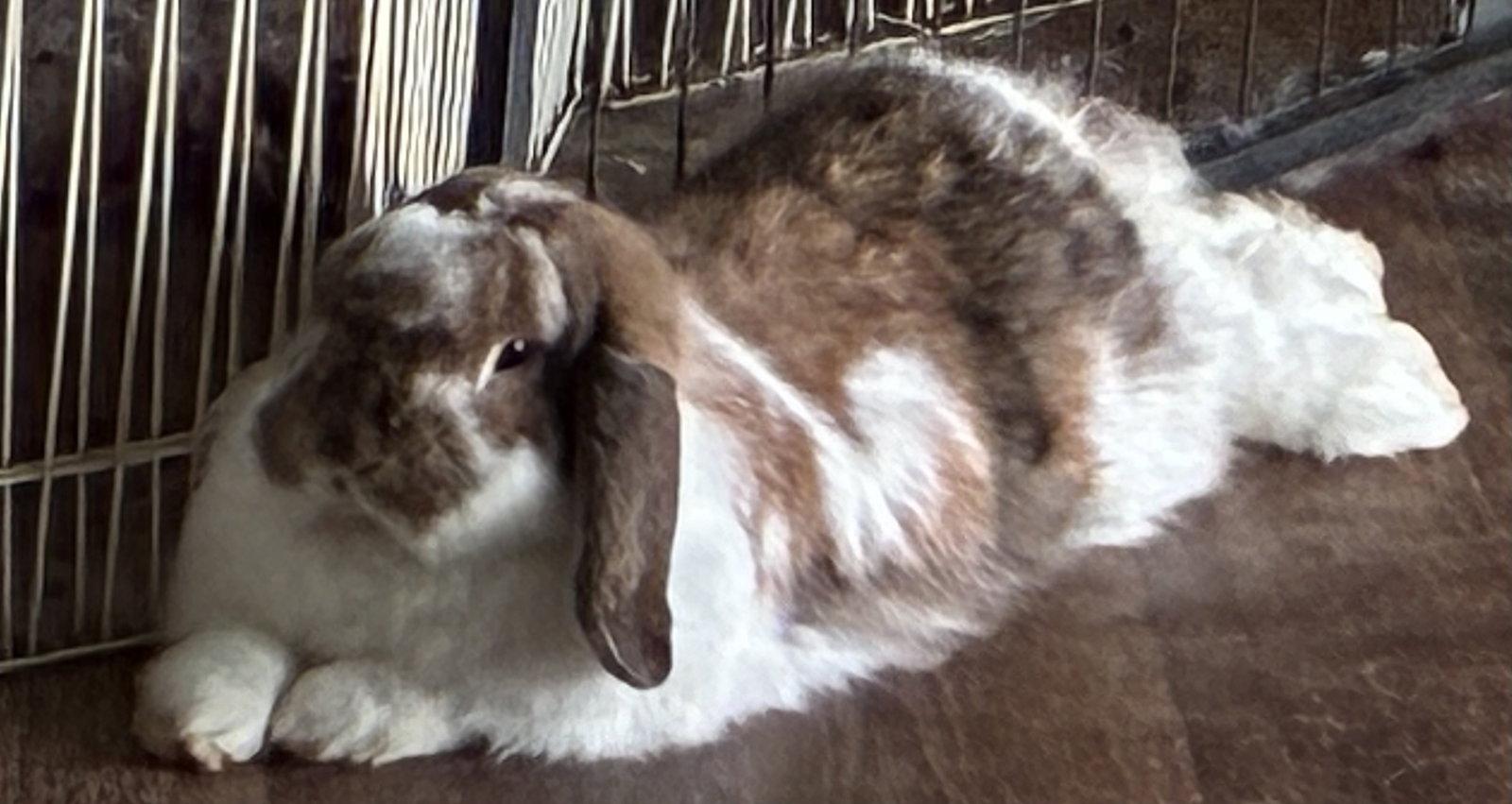 Enlarge Chai, a Adoptable Lop Eared in Aurora, IL image 3/3