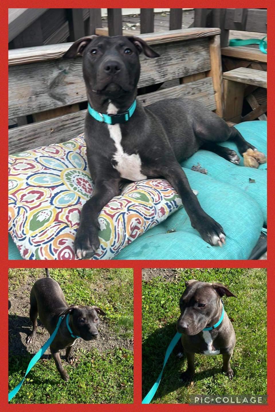 Nala, Adopted, Young Female Terrier.