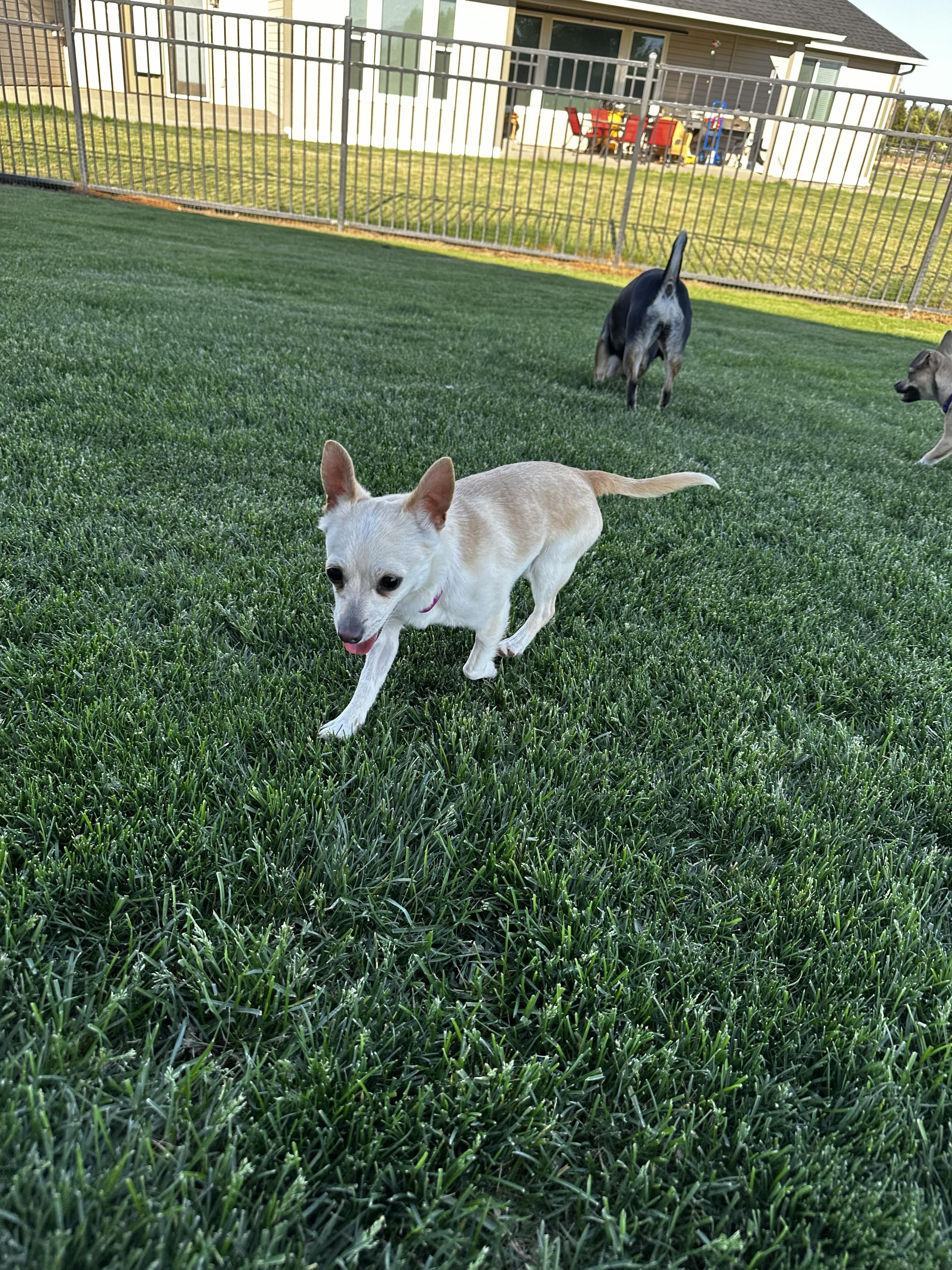 Enlarge Watson, a ADOPTABLE mixed breed in Union Gap, WA image 4/5