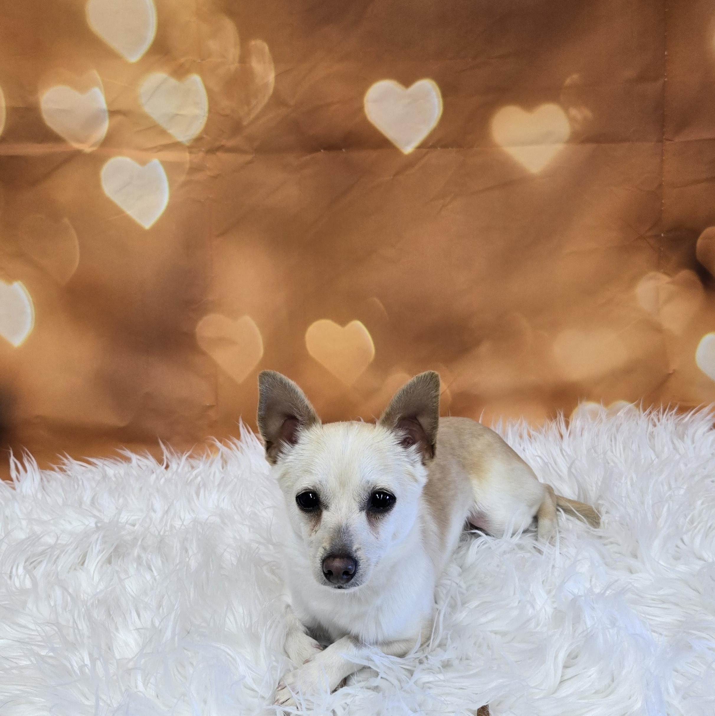 Enlarge Watson, a ADOPTABLE mixed breed in Union Gap, WA image 2/5