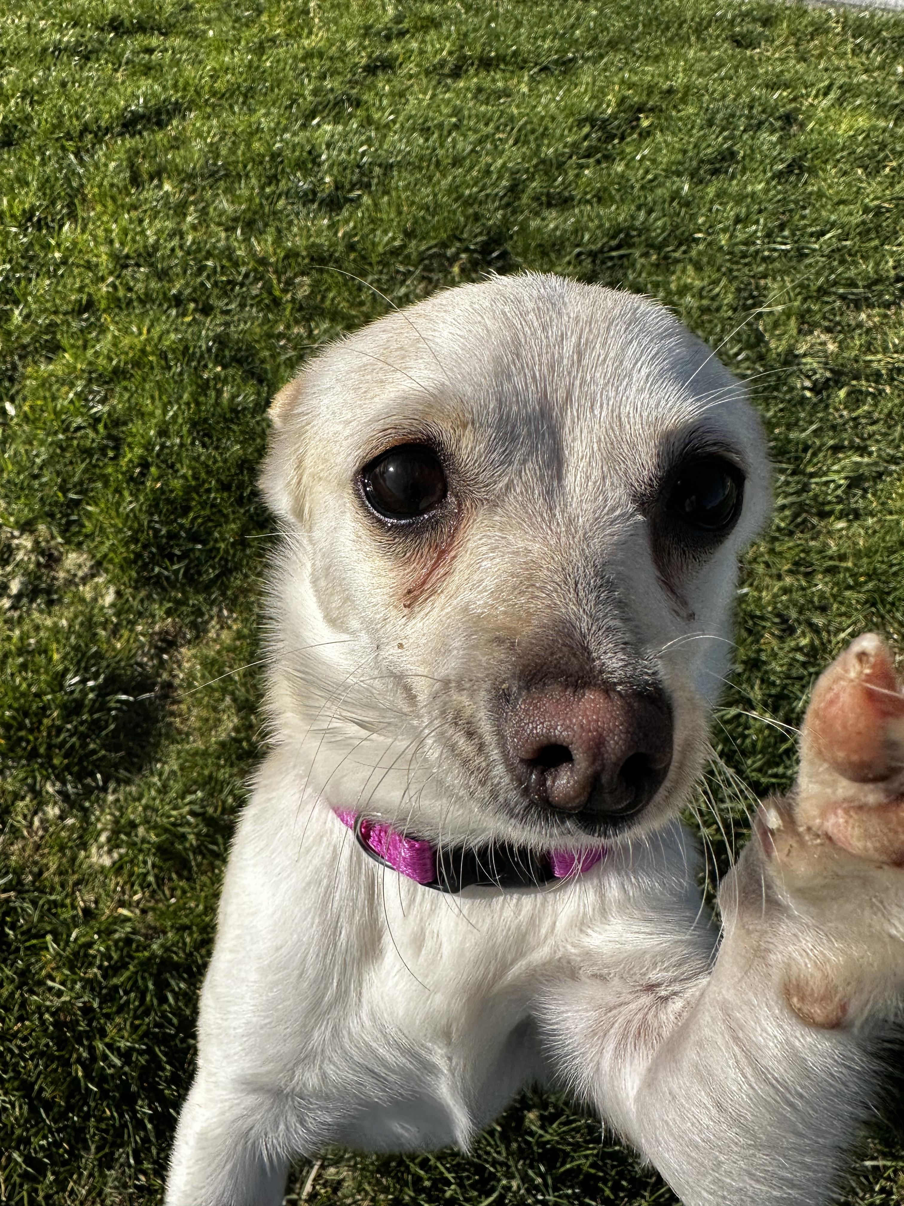 Enlarge Watson, a ADOPTABLE mixed breed in Union Gap, WA image 3/5