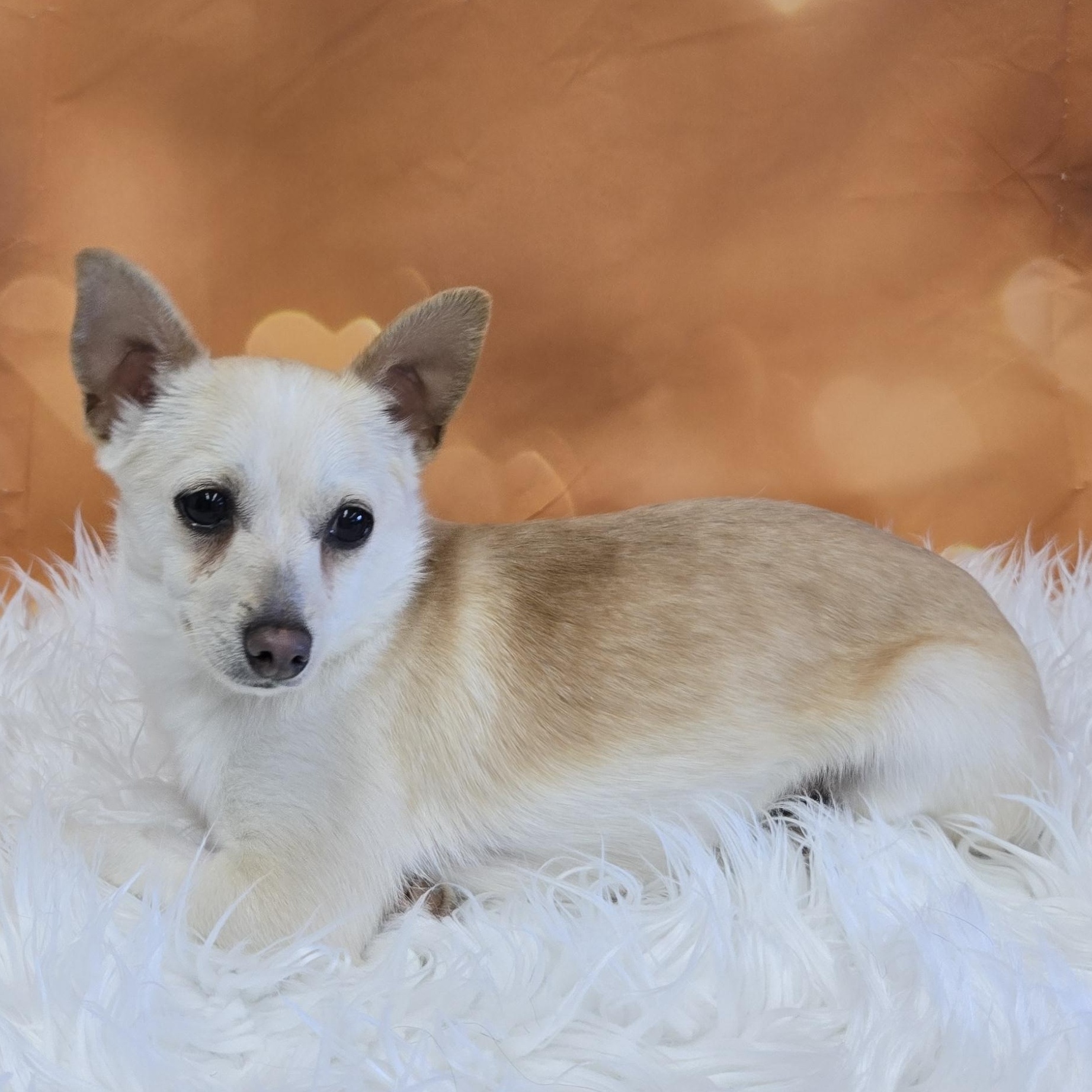 Enlarge Watson, a ADOPTABLE mixed breed in Union Gap, WA image 1/5
