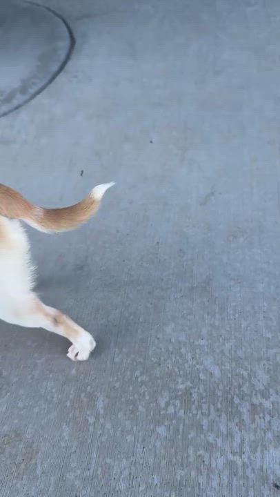 Enlarge Watson, a ADOPTABLE mixed breed in Union Gap, WA video 5/5