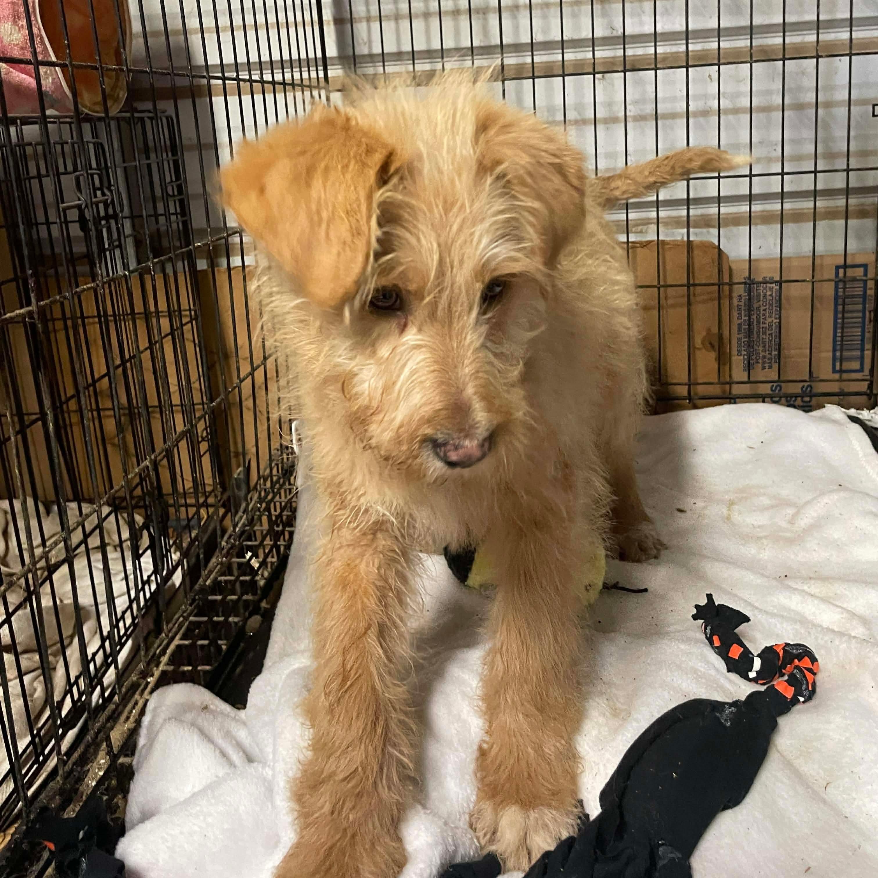 Hopkins, a ADOPTABLE mixed breed in Jay, NY image 4/5