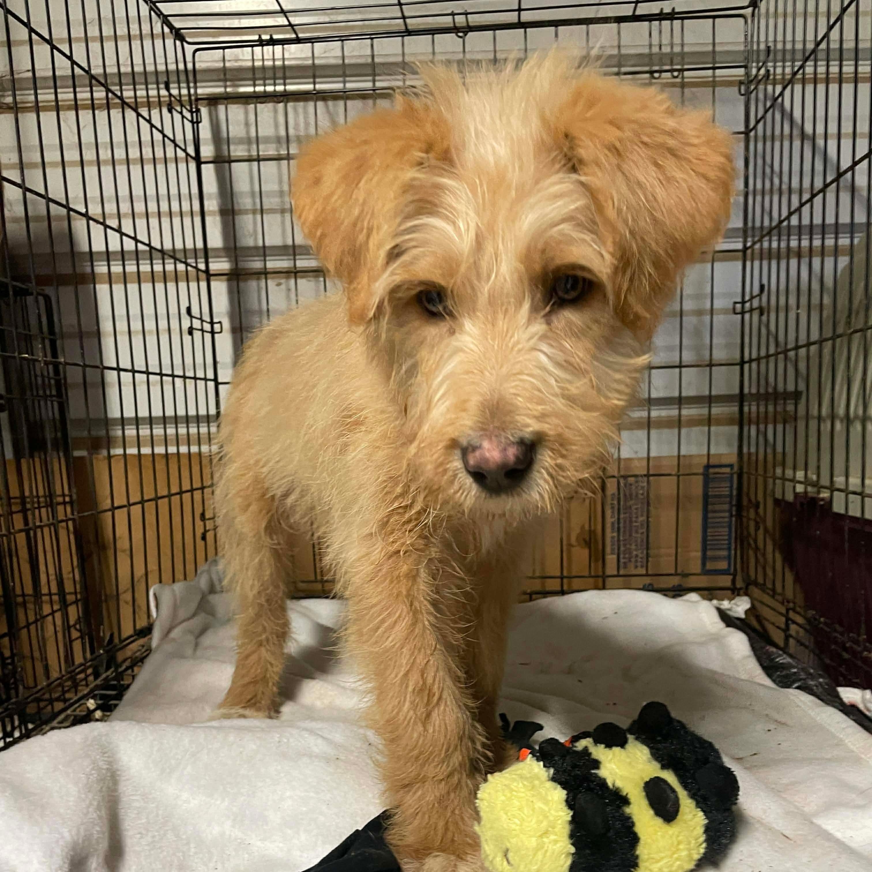 Hopkins, ADOPTABLE, Puppy Male Labrador Retriever & Labradoodle.