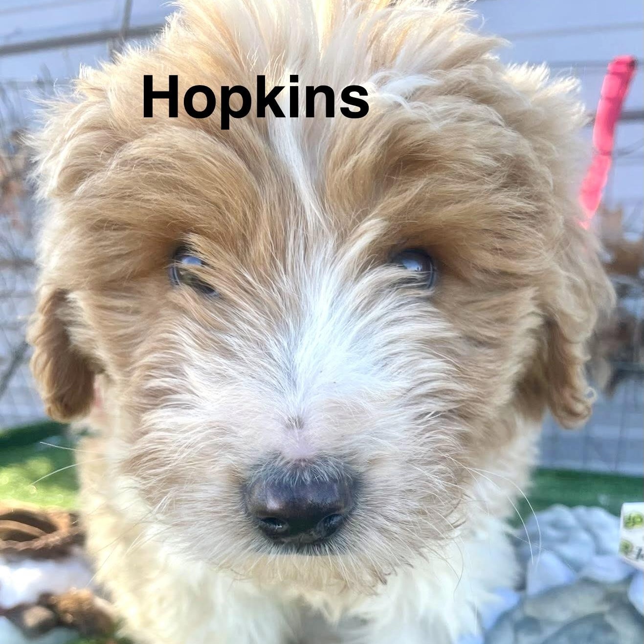 Hopkins thumbnail 5