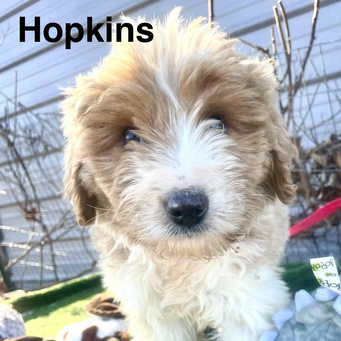 Hopkins thumbnail 6