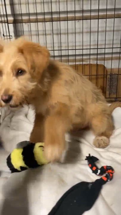 Enlarge Hopkins, a ADOPTABLE mixed breed in Jay, NY video 3/5