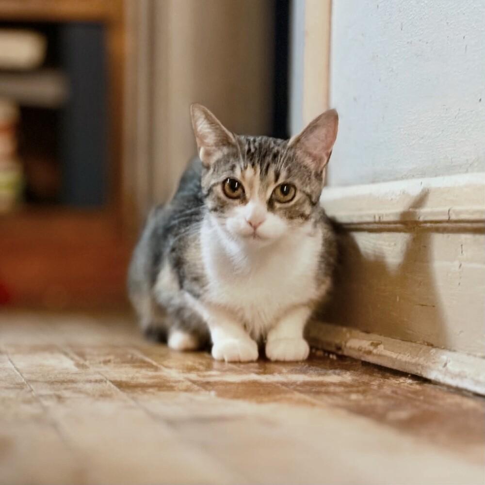 Jodie, Adoptable, Young Female Domestic Short Hair.