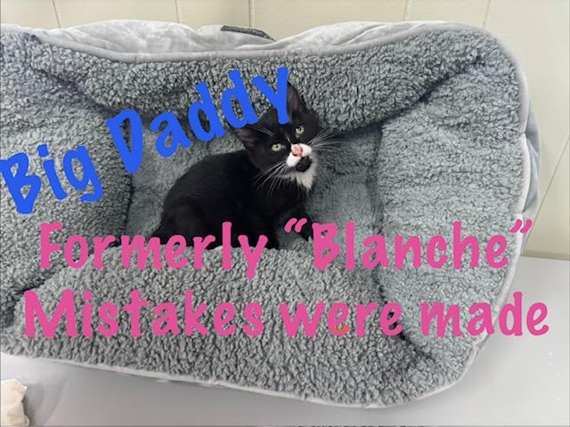 Big Daddy, ADOPTABLE, Kitten Male American Bobtail.