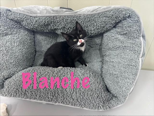 Enlarge Blanche, a ADOPTABLE American Bobtail in Perry, GA image 1/1