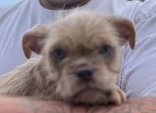 Frannie thumbnail 4
