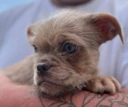 Frannie thumbnail 2
