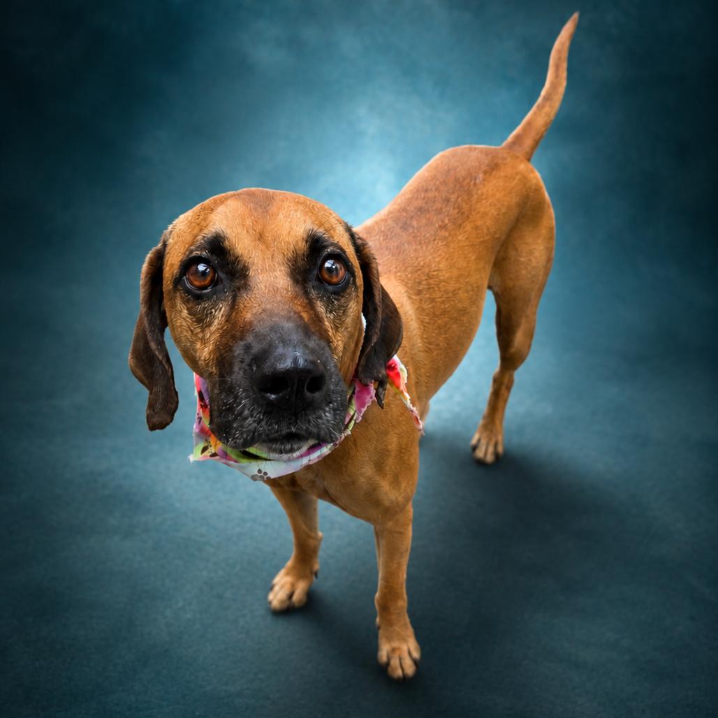 Enlarge Festus, a Adoptable Redbone Coonhound in Newport, TN image 2/6