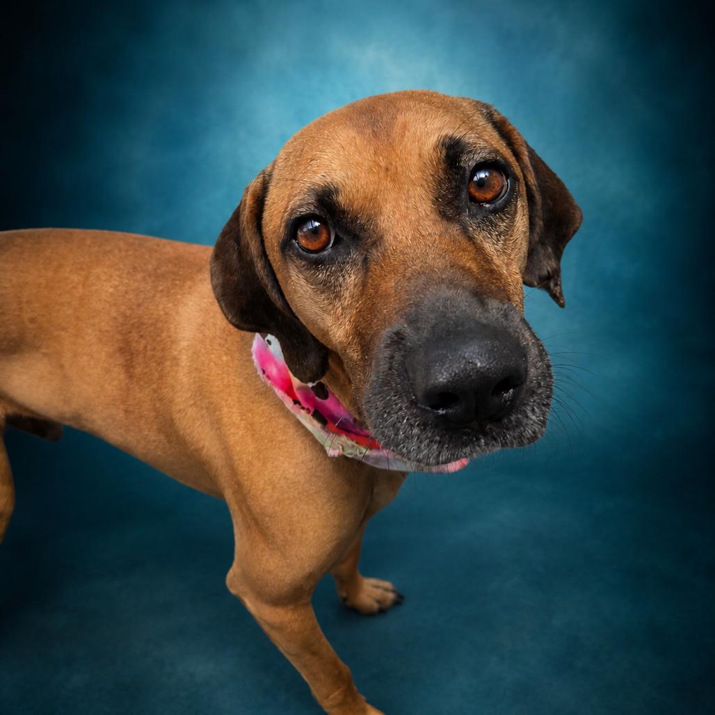 Enlarge Festus, a Adoptable Redbone Coonhound in Newport, TN image 3/6