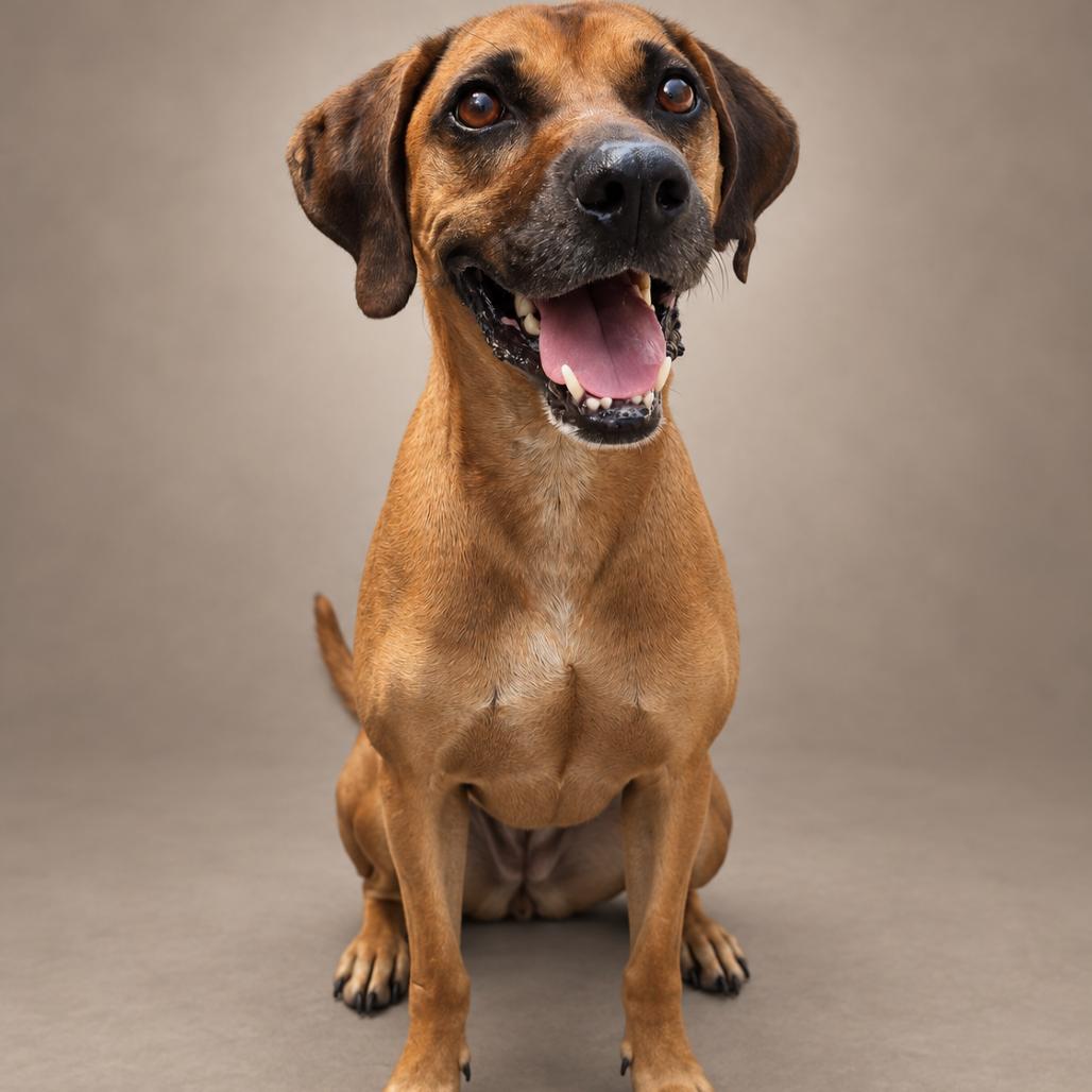 Enlarge Festus, a Adoptable Redbone Coonhound in Newport, TN image 5/6